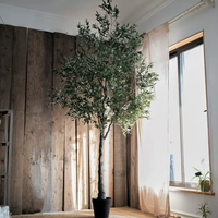 Extra Large Tall Olive Tree 118" Tall