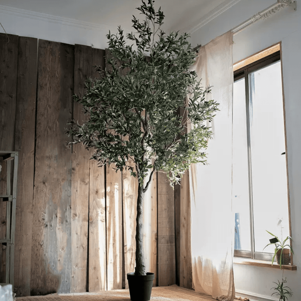 Extra Large Tall Olive Tree 118" Tall - RusticReach