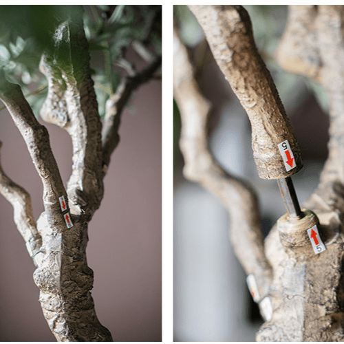 Extra Large Tall Olive Tree 118" Tall - RusticReach