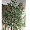 Extra Large Tall Olive Tree 118" Tall - RusticReach