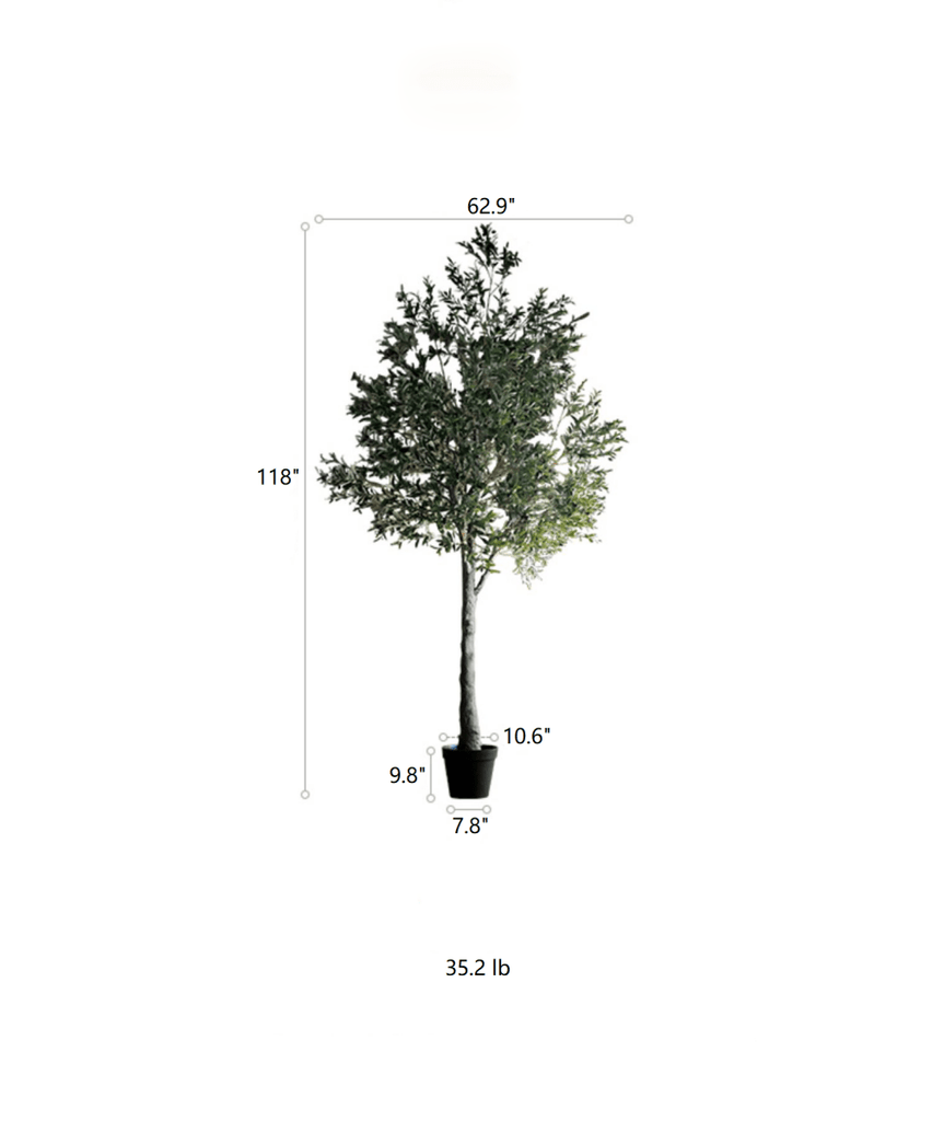 Extra Large Tall Olive Tree 118" Tall - RusticReach