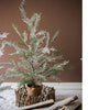 Cedar Fir Tree Snow Flocked Christmas Tree in Paper Wrapped Base - RusticReach