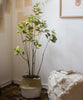 Artificial Silk Bauhinia Tree In Pot - RusticReach
