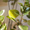 Artificial Silk Bauhinia Tree In Pot - RusticReach