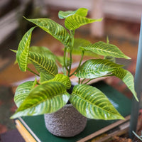 Artificial Bonsai Sanchezia Leaf Potted Plant 10" Tall RusticReach 