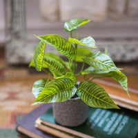Artificial Bonsai Sanchezia Leaf Potted Plant 10" Tall RusticReach 