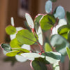 Artificial Faux Eucalyptus Leaf in Various Shapes - RusticReach