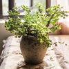 Artificial Fruit Artificial Berry Stem in Green 17" Tall - RusticReach