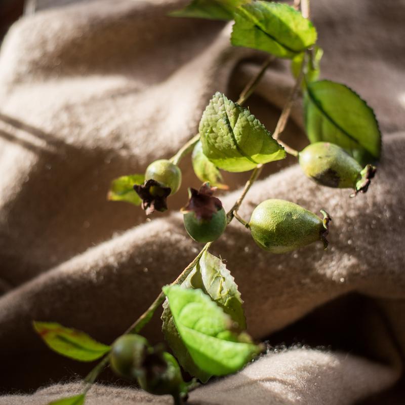 Artificial Fruit Green Papaya Stem 24" Tall Silk Plant - RusticReach