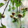 Artificial Fruit Rose Hip Stem in Green 20" Tall Silk Plant - RusticReach