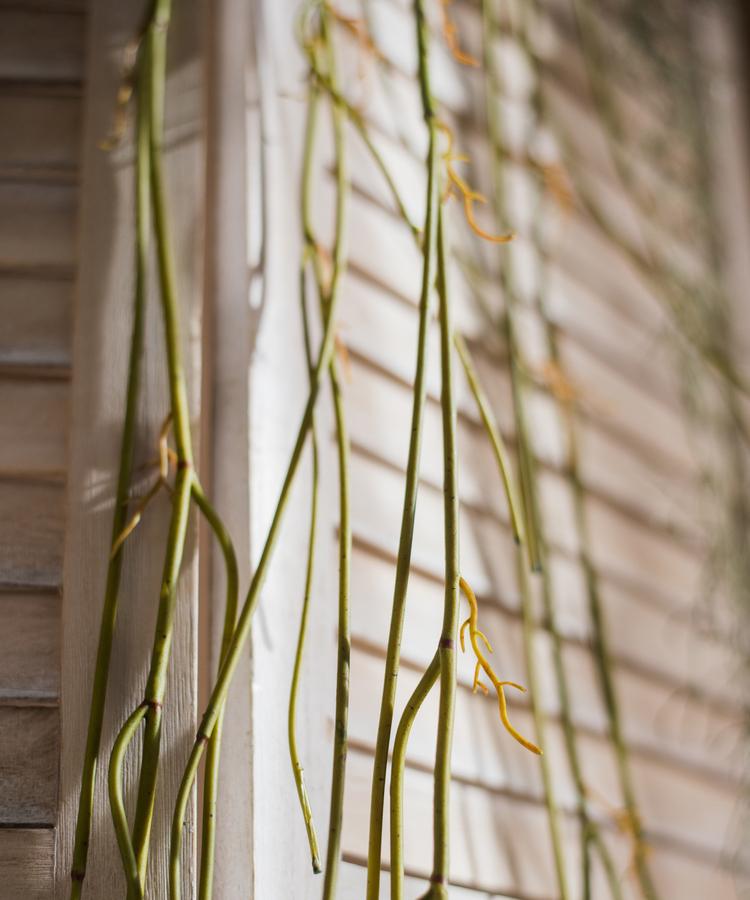 Artificial Green Weeping Willow Stem 55" Long - RusticReach