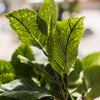 Artificial Hydrangea Leaf Stem 17" Tall - RusticReach