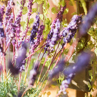 Artificial Lavender Provence Lavender Stem 21" Tall RusticReach 
