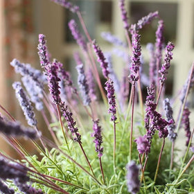 products/artificial-lavender-provence-lavender-stem-21-tall-rusticreach-352147.jpg