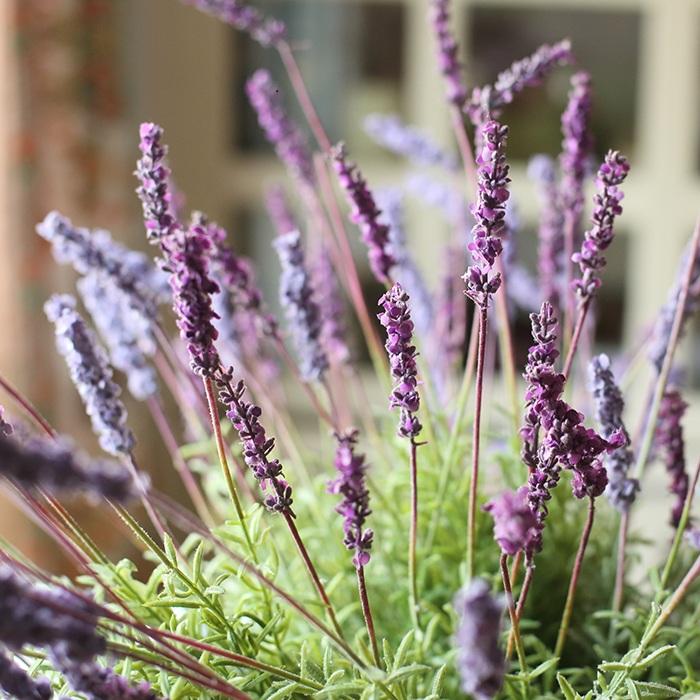 fake lavender tree Faux Artificial Lavender Provence Lavender Stem 21" Tall Silk – RusticReach