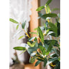 Artificial Faux Olive Leaf Stem - RusticReach