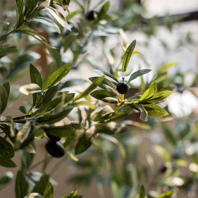 Are Olive Trees Right For Your Yard?