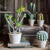Artificial Faux Cactus Plant Bonsai Potted - RusticReach