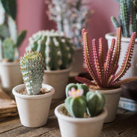 Artificial Plant Cactus Bonsai Potted Plant RusticReach 