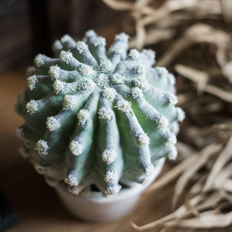 Artificial Plant Cactus Bonsai Potted Plant RusticReach 