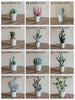 Artificial Faux Cactus Plant Bonsai Potted - RusticReach
