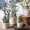 Artificial Faux Cactus Plant Bonsai Potted - RusticReach