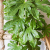 Artificial Plant Fatsia Leaf Vines 32" Long - RusticReach