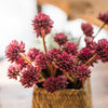 Artificial Plant Faux Succulent Stem Set in Red 13" Tall - RusticReach