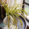 Artificial Plant Green Sarracenia Stem 12" Tall - RusticReach