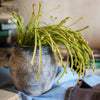 Artificial Plant Green Sarracenia Stem 12" Tall - RusticReach