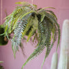 Artificial Plant Hanging Fern Plant Décoration - RusticReach