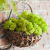Artificial Succulent Cauliflower Stem Set 13" Tall - RusticReach