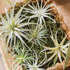Artificial Faux Tillandsia Capitata Stem Randomly Picked Set of 5 - RusticReach