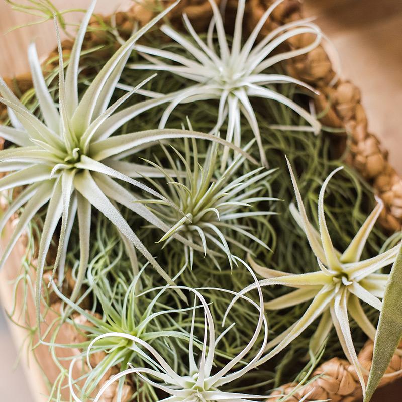 Artificial Faux Tillandsia Capitata Stem Randomly Picked Set of 5 - RusticReach