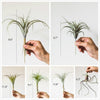 Artificial Faux Tillandsia Capitata Stem Randomly Picked Set of 5 - RusticReach