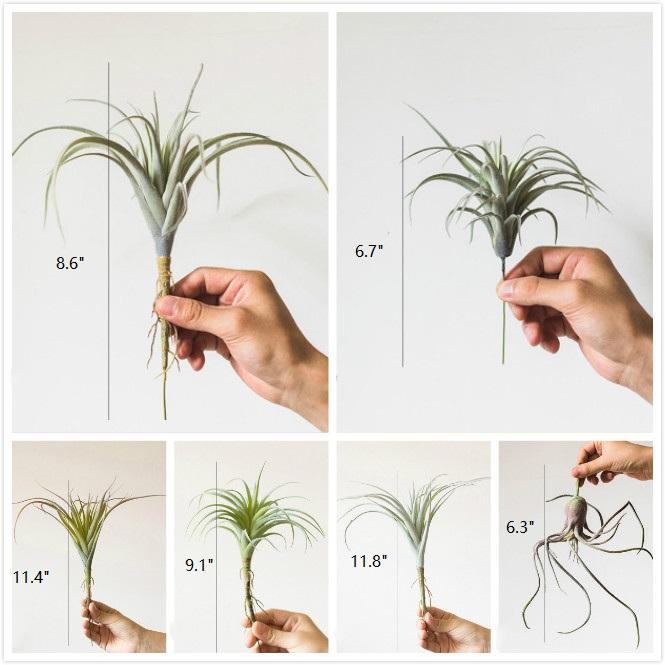 Artificial Faux Tillandsia Capitata Stem Randomly Picked Set of 5 - RusticReach