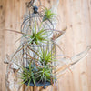 Artificial Faux Tillandsia Capitata Stem Randomly Picked Set of 5 - RusticReach