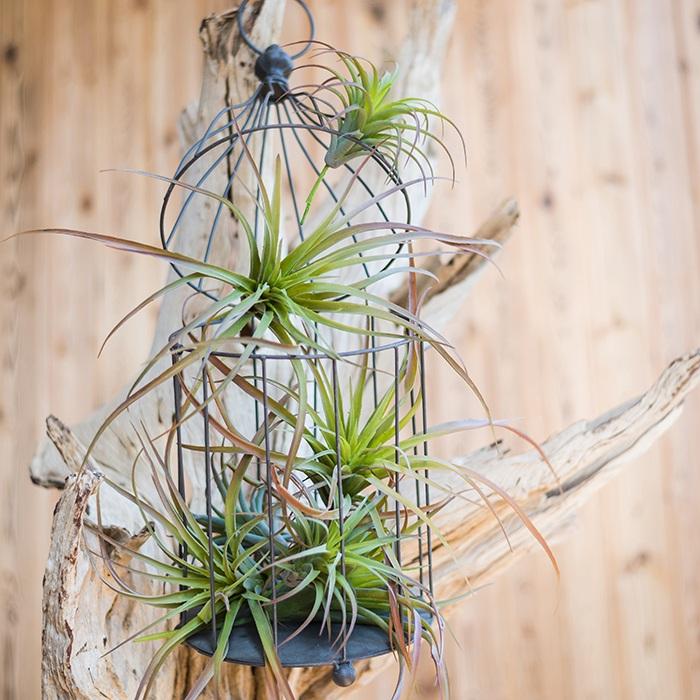 Artificial Faux Tillandsia Capitata Stem Randomly Picked Set of 5 - RusticReach