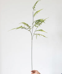 Asparagus Fern Plant Stem 32" Tall RusticReach 