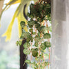 Begonia Leaf Hanging Vine 27" Long - RusticReach