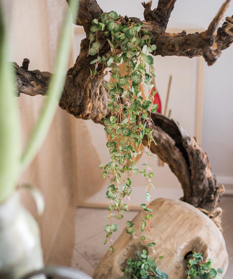 Begonia Leaf Hanging Vine 27" Long - RusticReach