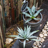Black Pottery Cement Planter - RusticReach