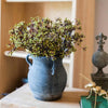 Erysimum Flower Plant Bundle 11" Tall - RusticReach