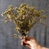 Erysimum Flower Plant Bundle 11" Tall - RusticReach