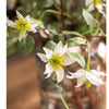 Faux Silk German Clematis Flower Stem in White 40" Tall - RusticReach