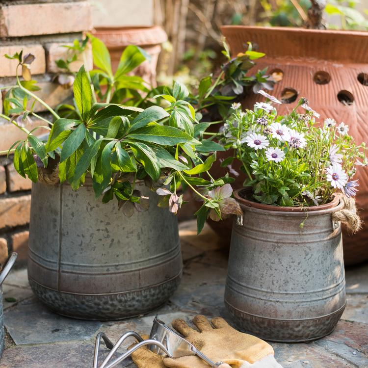Iron Flower Pail with Rope Handles RusticReach 