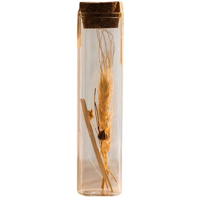 Natural Dried Flower in Glass Tube Randomly Picked Set of 5 RusticReach 
