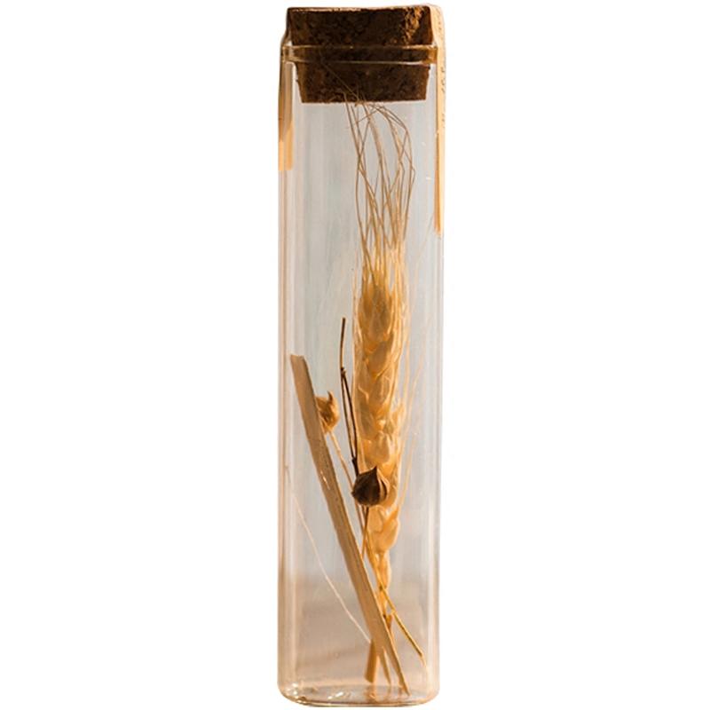 Natural Dried Flower in Glass Tube Randomly Picked Set of 5 - RusticReach