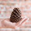 Pine Cone Decoration - RusticReach