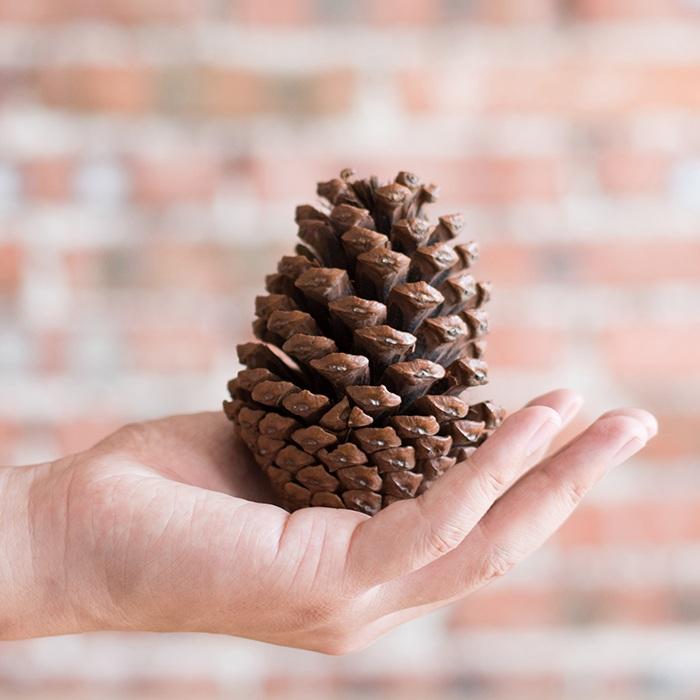 Pine Cone Decoration - RusticReach